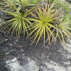 Encholirium spectabile