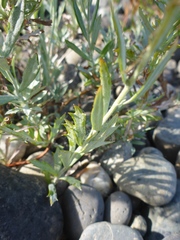 Artemisia lindleyana