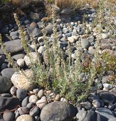 Artemisia lindleyana
