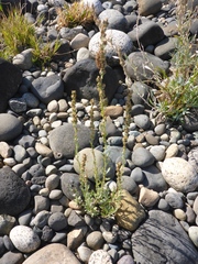 Artemisia lindleyana