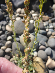 Artemisia lindleyana