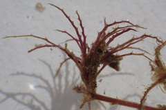 Najas horrida