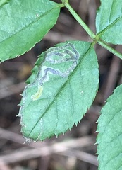 Stigmella rosaefoliella