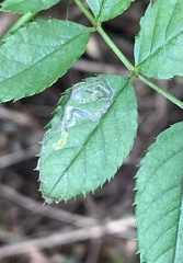 Stigmella rosaefoliella