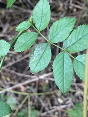 Stigmella rosaefoliella