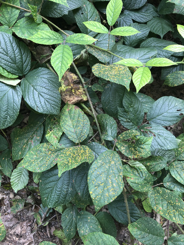 pale bramble rust