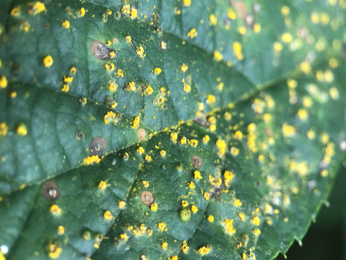 pale bramble rust