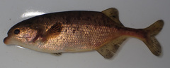 Marcusenius altisambesi
