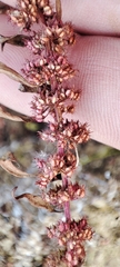Rumex ucranicus