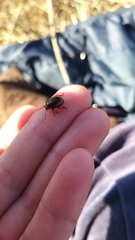 Chrysolina staphylaea