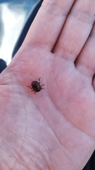 Chrysolina staphylaea