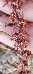 Rumex ucranicus