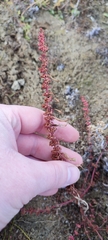 Rumex ucranicus