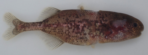Dwarf stonebasher (Pollimyrus castelnaui) — Mormyridae — 4