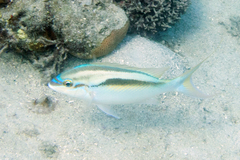 Scolopsis monogramma