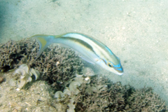 Scolopsis monogramma