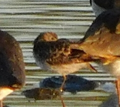 Calidris subminuta