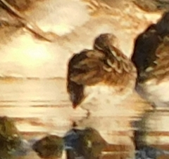 Calidris subminuta
