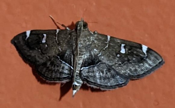 Lamprosema oxiperalis