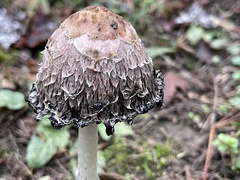 Coprinus comatus