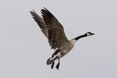 Branta canadensis