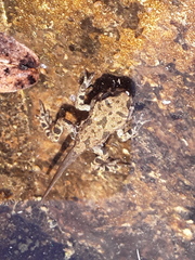 Bufotes viridis viridis