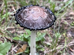 Coprinus comatus
