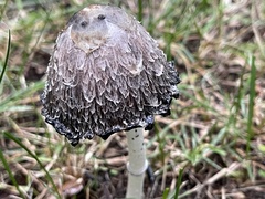 Coprinus comatus