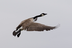 Branta canadensis