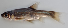 Enteromius paludinosus