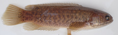 Ctenopoma multispine