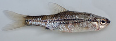 Enteromius bifrenatus