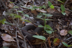 Nerodia fasciata