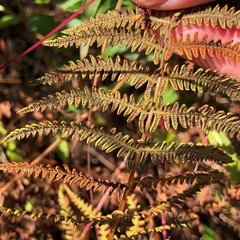 Thelypteris palustris pubescens