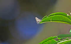 Lamprospilus nicetus