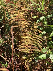 Thelypteris palustris pubescens