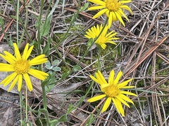 Chrysopsis gossypina