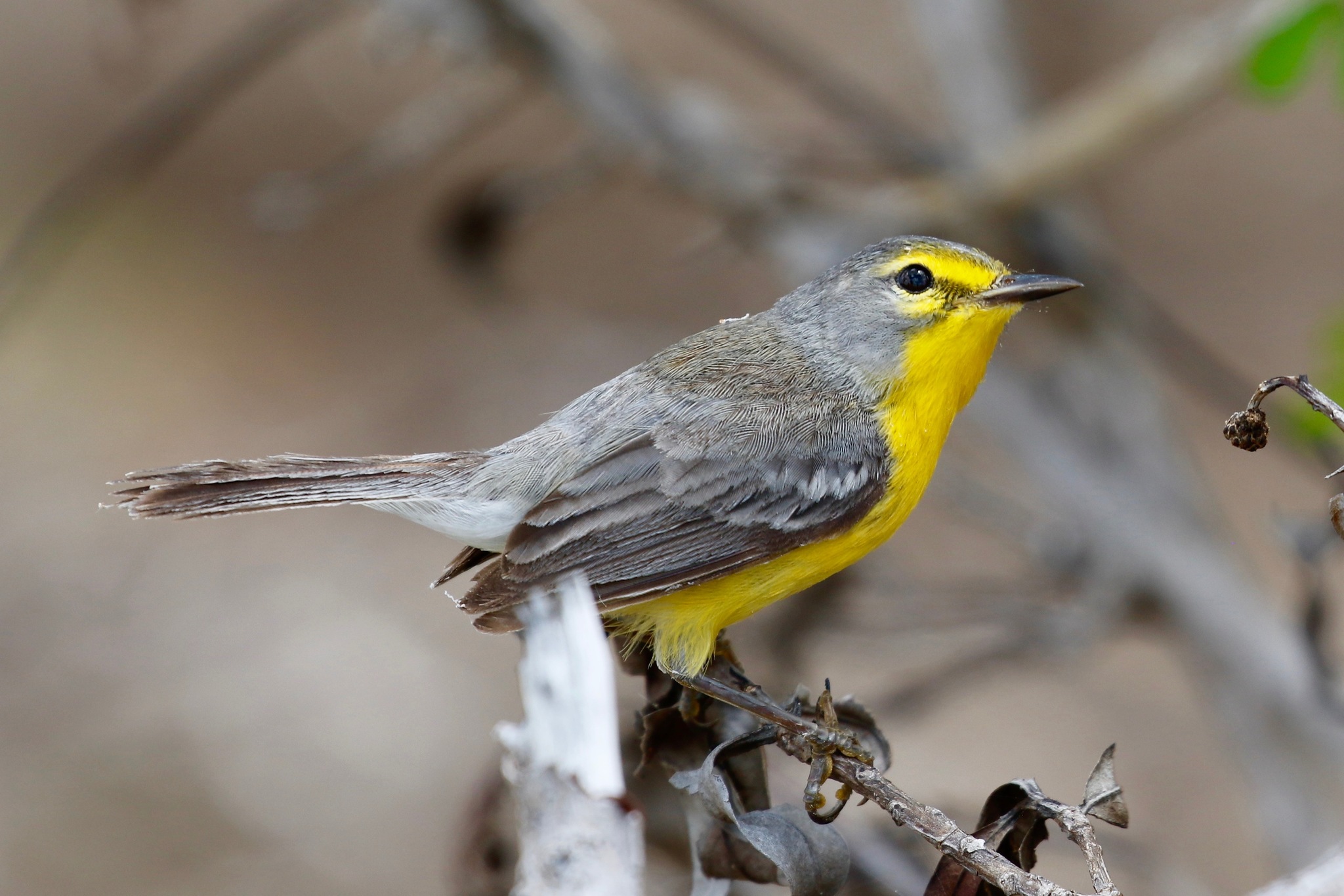 Barbuda Warbler illustration