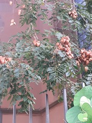 Koelreuteria paniculata
