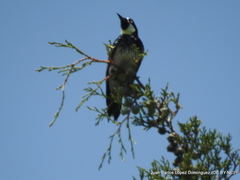 Melanerpes formicivorus