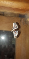 Neoleucinodes elegantalis