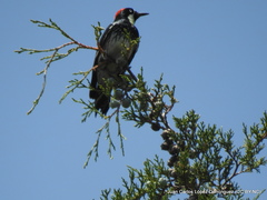 Melanerpes formicivorus