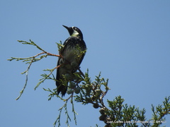 Melanerpes formicivorus