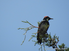 Melanerpes formicivorus