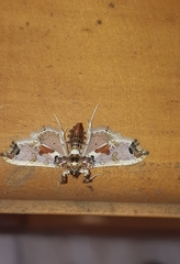 Neoleucinodes elegantalis