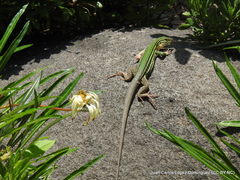 Aspidoscelis costatus