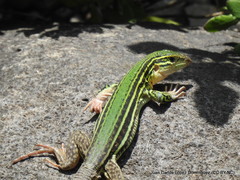 Aspidoscelis costatus