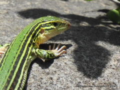 Aspidoscelis costatus