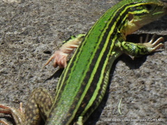 Aspidoscelis costatus