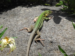 Aspidoscelis costatus